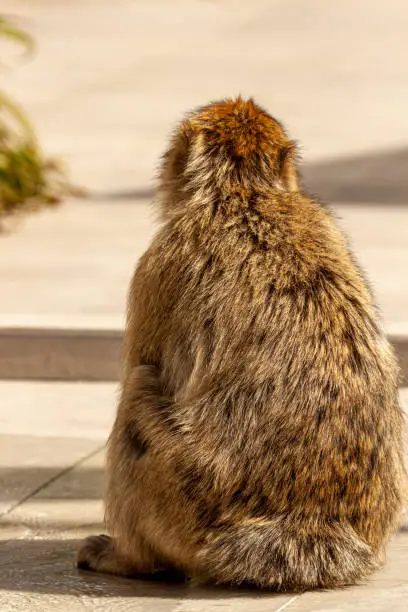 Photo of A barbary macaque in Gibraltar