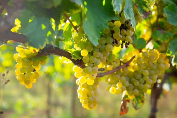 istock White grapes growing on vine in vineyard 1304587143