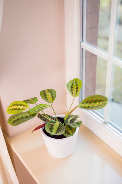 istock Plant on a window sill in a domestic room 1304588976
