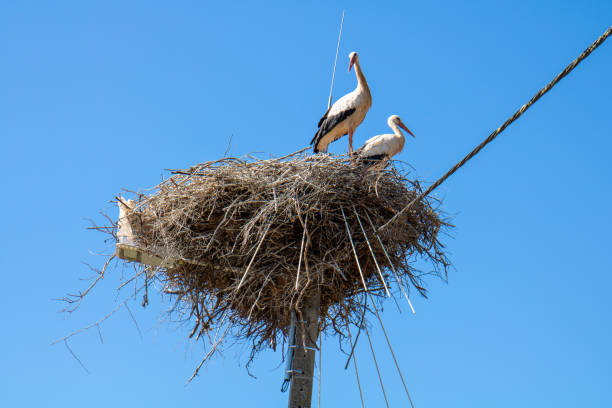 istock Two stork in their nest / aerie 1304589572