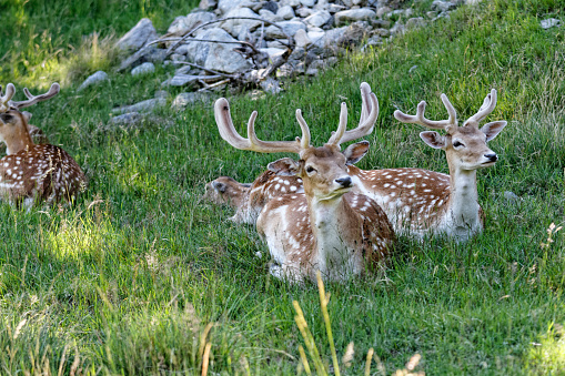 Deer in the French Alps