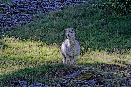 Llama in an animal park