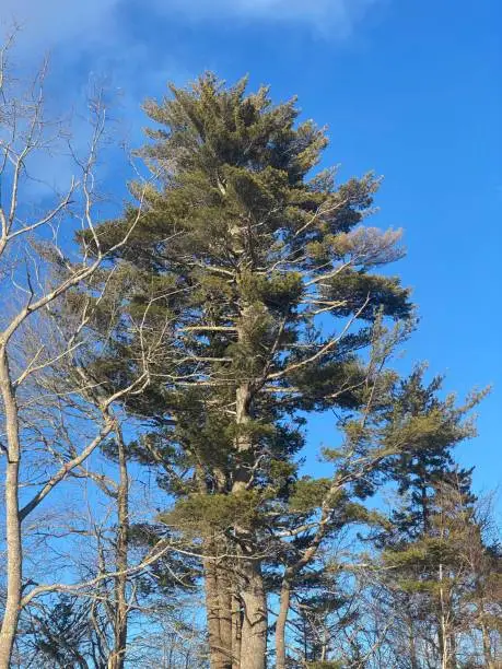 Pine tree blue sky