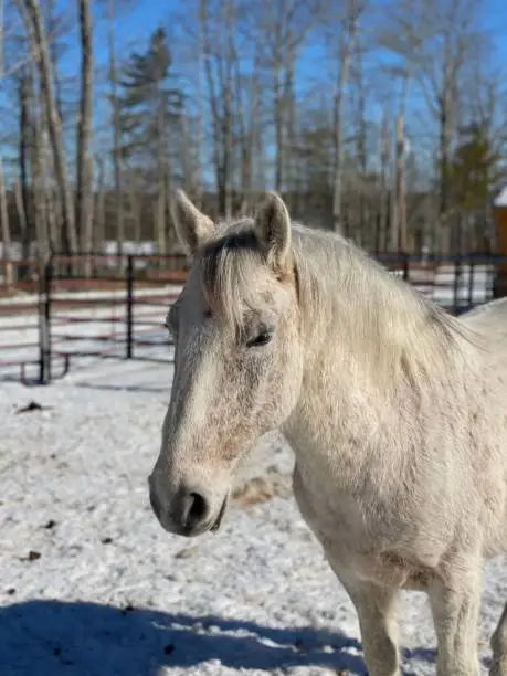 horse in snow