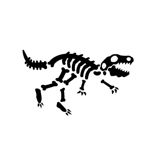 2,980 Dino Bones Illustrations & Clip Art - iStock | Fossil, Dinosaur