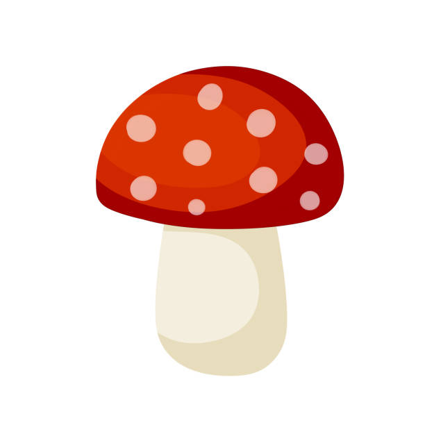 pilz mit roter kappe. natürliches naturprodukt. vegetationselement des waldes. flache cartoon-illustration - giftpilz stock-grafiken, -clipart, -cartoons und -symbole