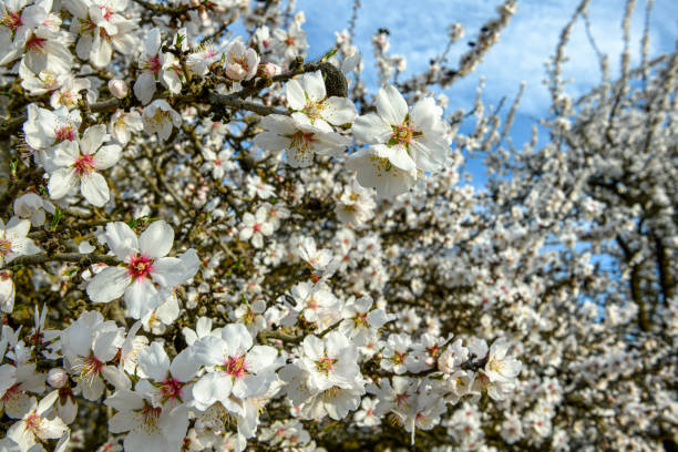 Close-up of springtime almond (Prunus dulcis) blossoms on orchard trees.Taken in the San Joaquin Valley, California, USA.