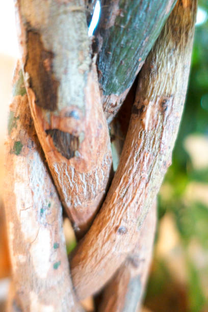 Wicker trunk of a ficus tree, close-up.