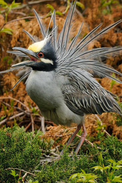istock Yellow Crowned Night Heron in courtship display 1304596687