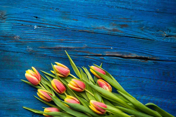 nahaufnahme von roten und gelben tulpen auf holzblauem tisch. - tulip blue close up cut flowers stock-fotos und bilder