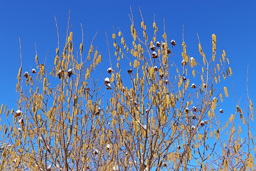 Hazelnut bush in winter