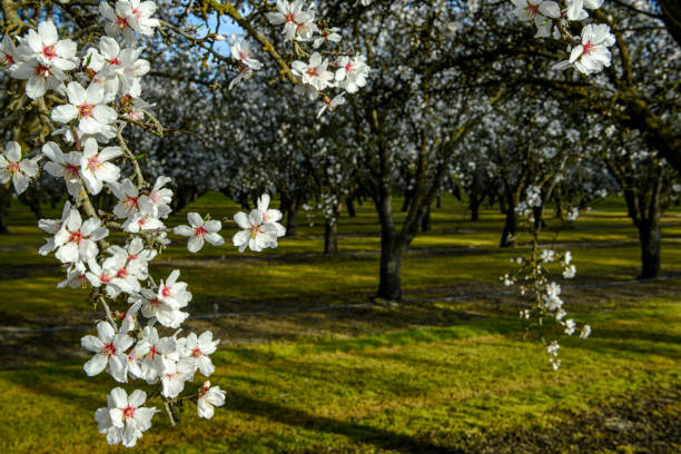 Almond Blossom in Japan