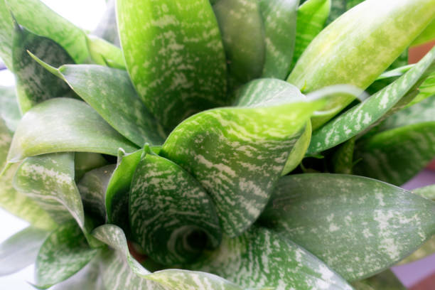 istock Plants and flowers at the park, spring day 1304598557
