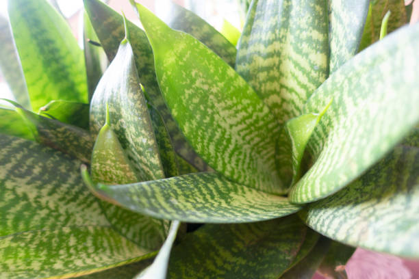 istock Plants and flowers at the park, spring day 1304598596