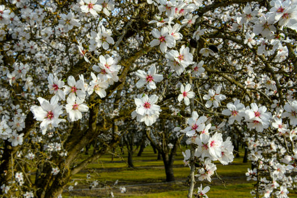 Close-up of springtime almond (Prunus dulcis) blossoms on orchard trees.\n\nTaken in the San Joaquin Valley, California, USA.