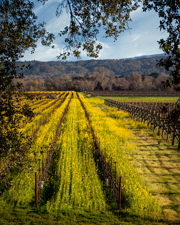 Rows of grape vines stretching into the distance at a vineyard in northern California.