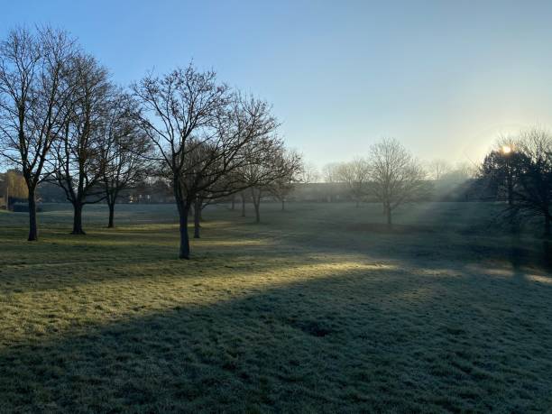 istock Sunrise in a foggy day with ong threes casted shadow 1304599678