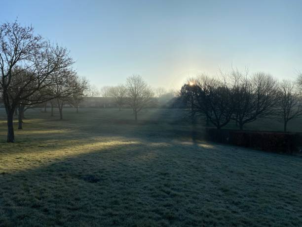istock Sunrise in a foggy day with long threes casted shadow 1304599690