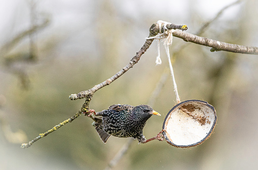 The diets of the starlings are usually dominated by fruits and insects, but in harsh weather they are often seen on bird feeders.