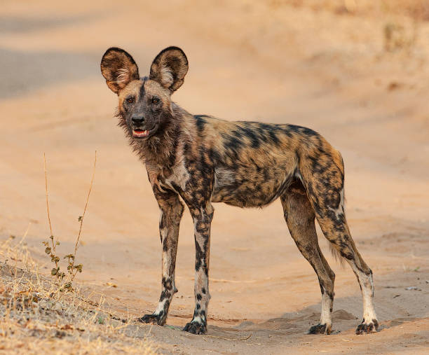 a portrait of an african hunting dog (Lycaon pictus) looking at the camera stock photo