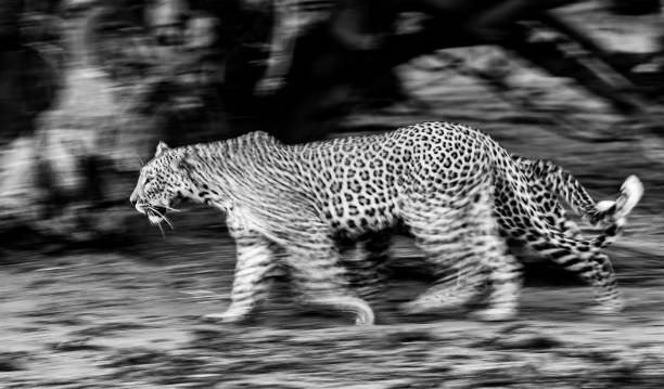 istock a black and white blurred image of a female leopard with her cub half hidden walking next to her. 1304600577