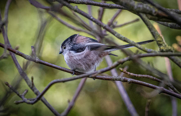 istock A portrait of a long-tailed tit (Aegithalos caudatus) perched on a branch 1304600593