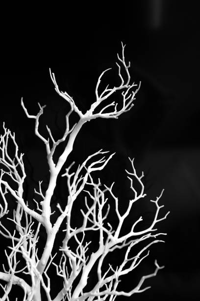 istock snowcovered branch white frost decorated black background 1304600720