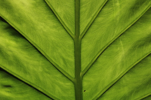 Bright green leaf zoomed in