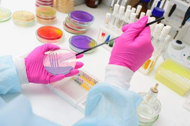 istock Petri dishes in the laboratory 1304601537