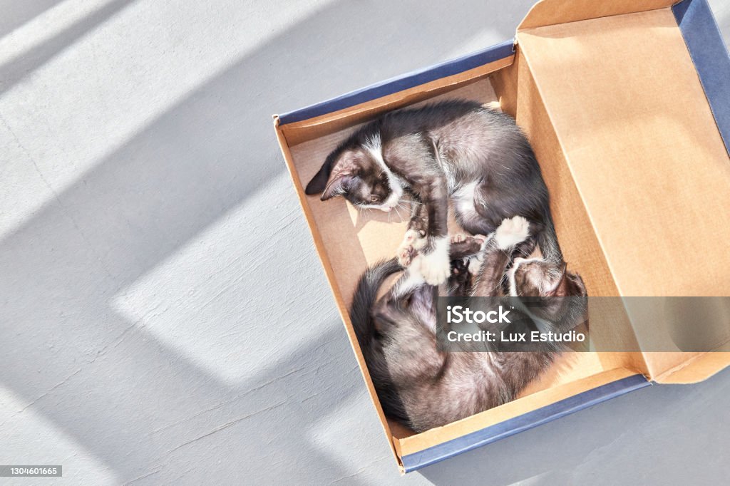 Anak Kucing Hitam Dan Putih Kecil Ditemukan Ditinggalkan Di Jalan Dalam