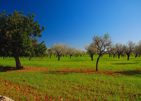 Gnarled Blooming Almond Trees On A Meadow Between Sineu And Inca On Balearic Island Mallorca