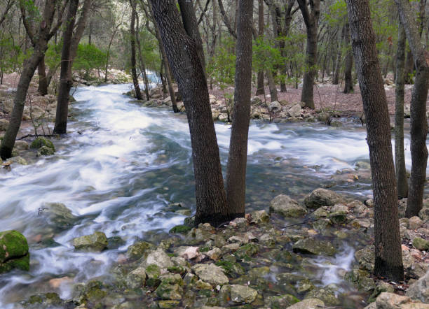 el espectacular ses fonts ufanes de campanet agua natural brotando del suelo convirtiéndose en un arroyo salvaje en la isla balear de mallorca - flowing water stream moss river fotografías e imágenes de stock