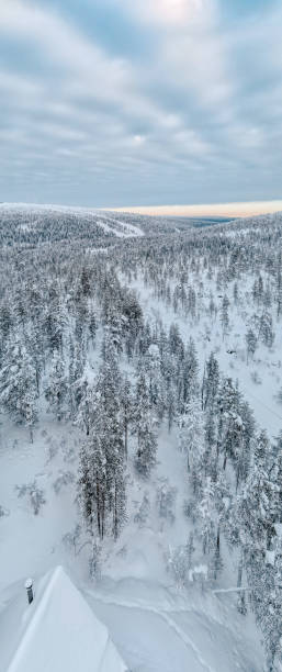 istock Pine Forest Covered With Snow-Aerial view. 1304603821