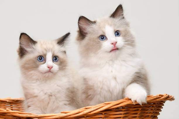 hermosos gatos ragdoll dentro de una cesta - kitten newborn animal domestic cat feline fotografías e imágenes de stock