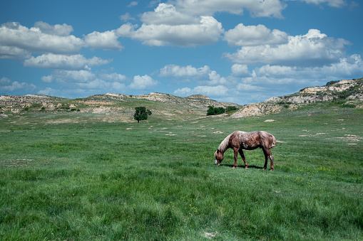 One horse grazing on grass in the Badlands of North Dakota USA