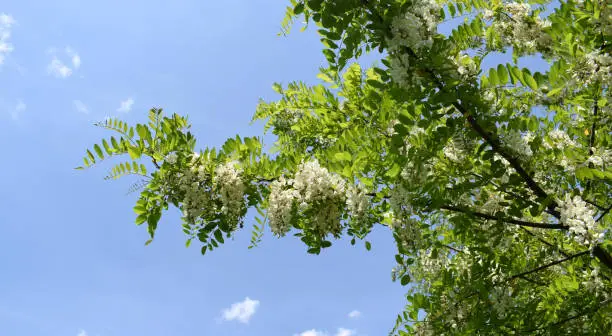 Flowering branches with white flowers of robinia pseudoacacia (black locust, false acacia) against the blue sky. Spring time.