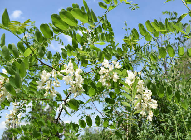 ramas en flor con flores blancas de robinia pseudoacacia, langosta negra contra el cielo azul en primavera. - locust tree black robinia fotografías e imágenes de stock