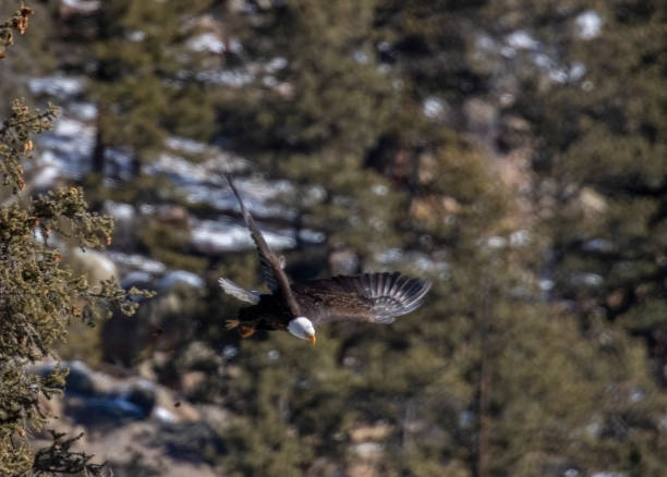 istock Bald Eagles in Eleven Mile Canyon 1304607745