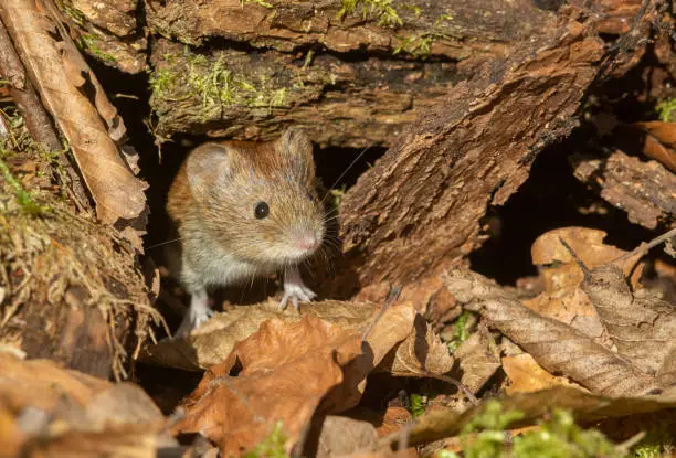 Bank vole (Myodes glareolus) looking out of its burrow.