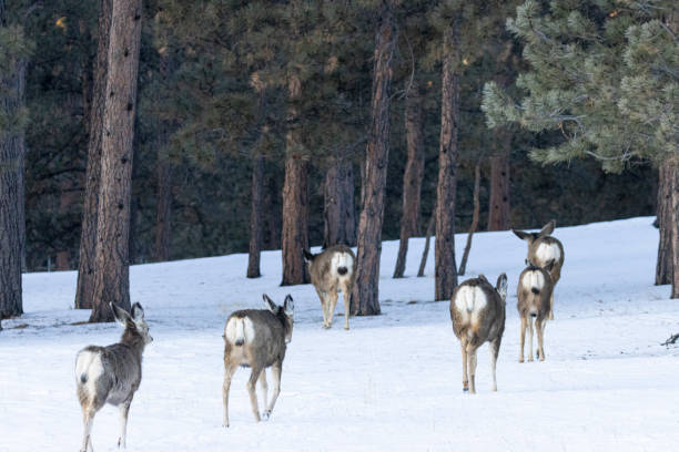 istock Herd of Mule Deer 1304608089