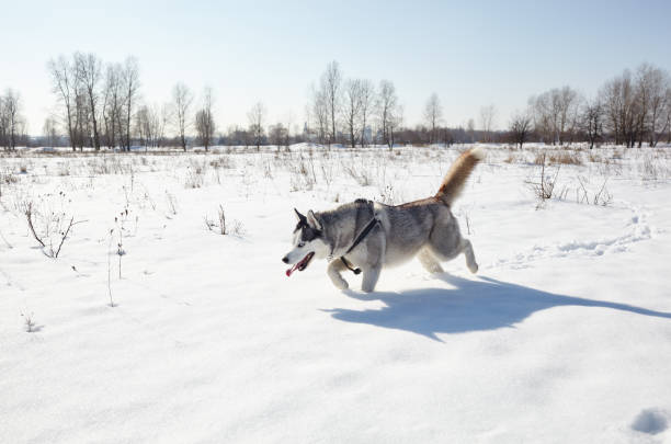 Husky dog running in the snow. Siberian husky with blue eyes on winter field.