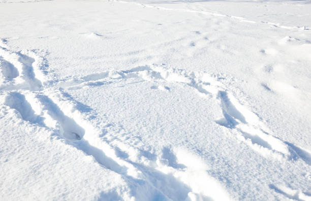 Winter snow in park. Snowy white texture. Snowflakes.