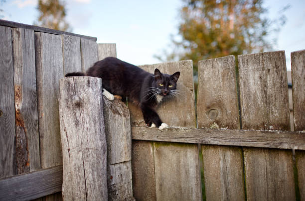 istock Black cat sitting on the fence 1304608842