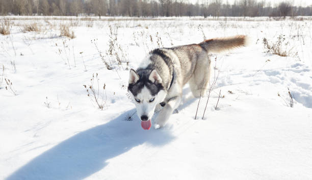 istock Husky dog running in the snow 1304608863