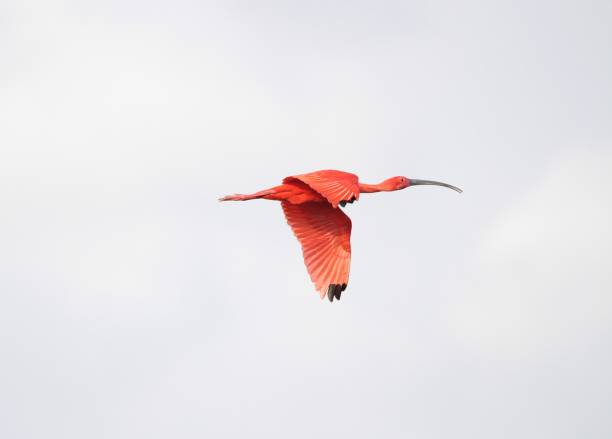 scarlet ibis fliegen - scharlachsichler stock-fotos und bilder