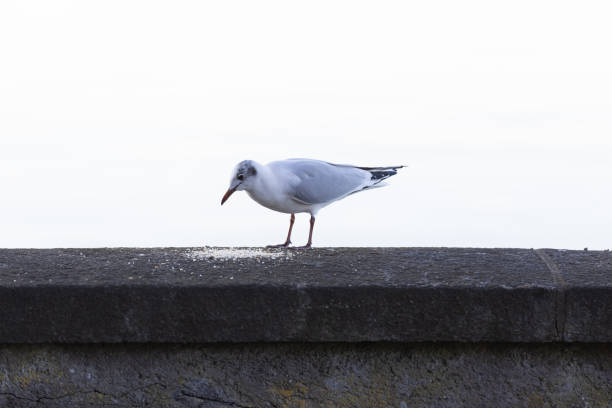 The focus is on the seagull in the middle. The buildings of the steel factory in Wijk aan Zee are faintly visible in the background.