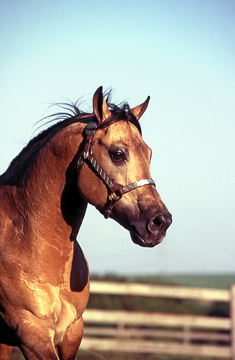 head of breed horse in the field