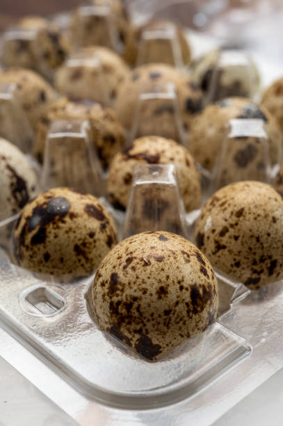 istock Fresh small spotted partridge eggs in tranparent plastic container 1304613912