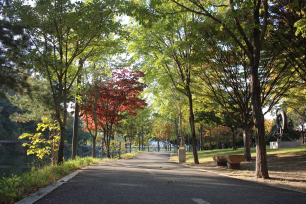 istock Paved pedestrian way or walk way with trees on sides for public walk 1304614793