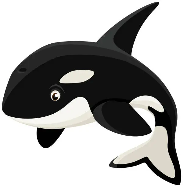 Vector illustration of Cartoon Orca